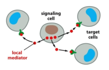 <p>Short distance</p><p>Important in development, immune function, vascular function, blood clotting</p>