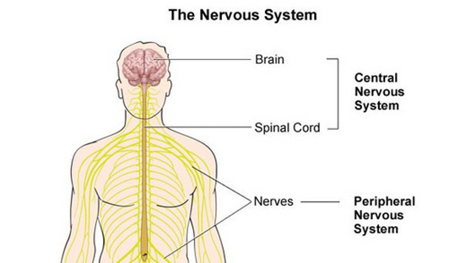 <p>Group of organs that work together to perform a specific function</p>