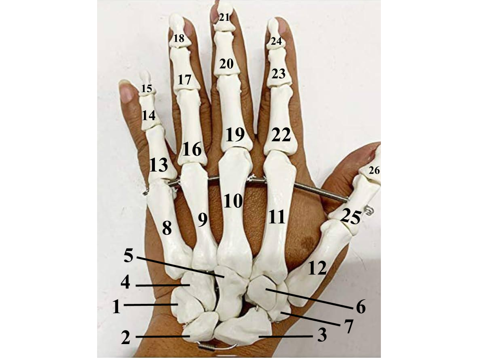 <p>What structure is indicated by 7?</p>