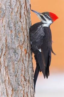 <p>pointy red crest</p>