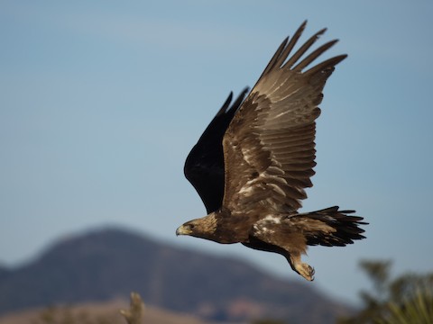 <p>brown eagle</p>