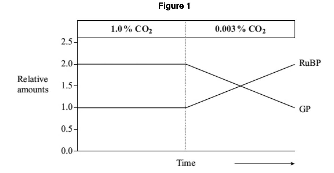 <p>between 300 and 380 secs, the conc of radioactive RuBP increases - why?</p>