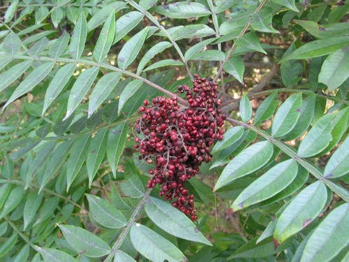 Family: Anacardiaceae
Common name: winged sumac
Range: Native to eastern NA. East Texas to Southern New England. 
Habitat: Early successional, well drained soils, edges of disturbed sites, open areas. Edges of flatwoods. Not too wet. 
Height: up to 15-20ft
multi-stemmed in stature
Forms colonies from rhizomes. 
Bark: thin tan to grayish bark. Has lenticels.
Leaves: Pinnately (odd) compound. Ovate leaflets. Dark green upper, lighter green under. Rachis has a winged appendage. Alternate. 
Persistence: deciduous
Dioecious 
Flowers/fruits: Terminal flower producing a clustered drupe, bright red when ripe.
Tolerances: moderately drought and fire tolerant. Low salt tolerance and shade.
Other: Nice reddish orange color in fall. Valued by wildlife such as birds. Sometimes used ornamentally.