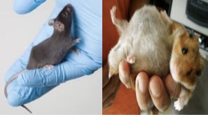 <p>mouse</p>