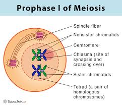 * chromosomes condense
* nuclear envelope breaks down
* crossing over occurs