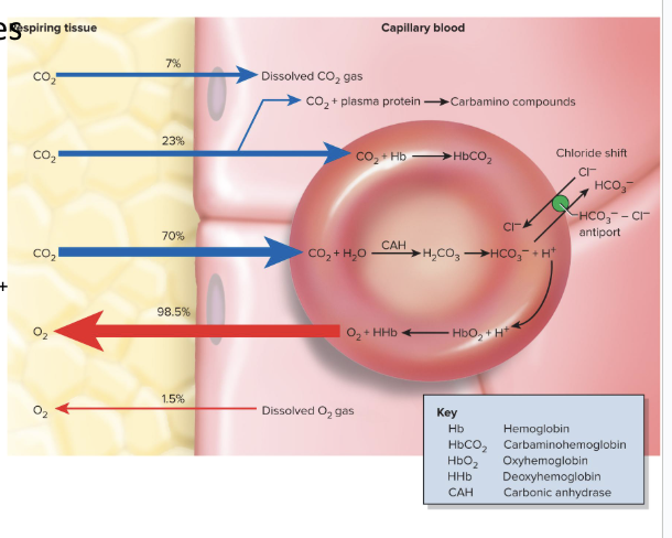 <ul><li><p>CO2 diffuses into the blood</p></li><li><p>Carbonic anydrase in RBC catalyzes CO2 + H2O → H2CO3 → HCO3- + H+</p></li><li><p>Chloride shift happens</p><ul><li><p>We put a bicarbonate ion into the plasma and put a Cl- ion into the rbc</p></li><li><p>Keeps reaction proceeding</p></li><li><p>H+ binds to hemoglobin</p></li></ul></li></ul><p></p>