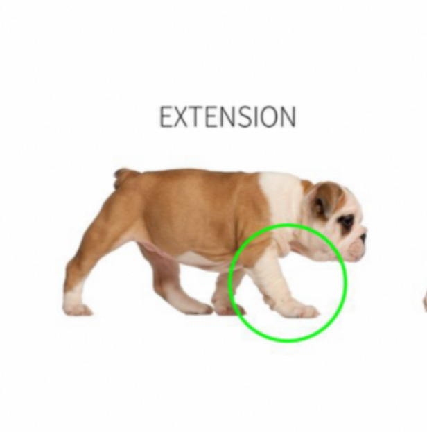 <ul><li><p>when the joint angle increases</p></li></ul><p></p>