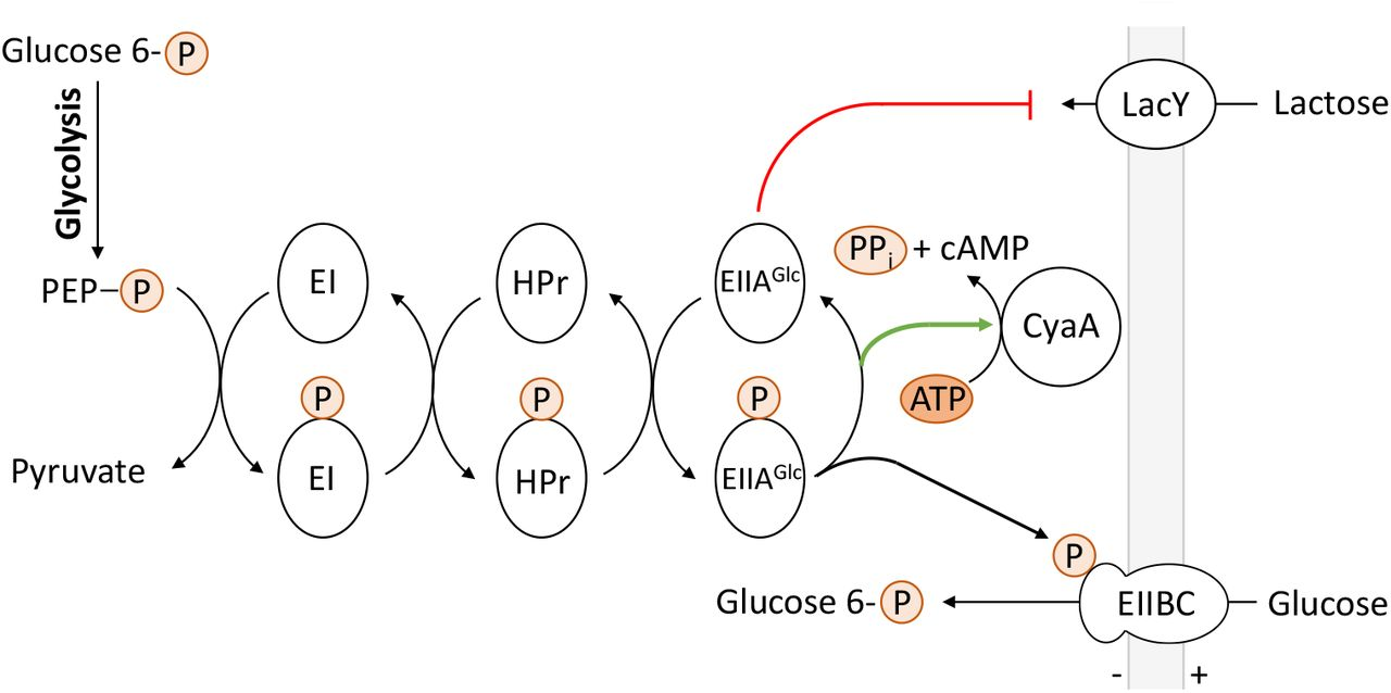 <p><strong>It binds to and </strong><span style="color: red;"><strong>inhibits the action </strong></span><strong>of lactose permease</strong></p><p>*Thus ratio of EIIA and EIIA-P affects Lactose uptake</p><p></p>