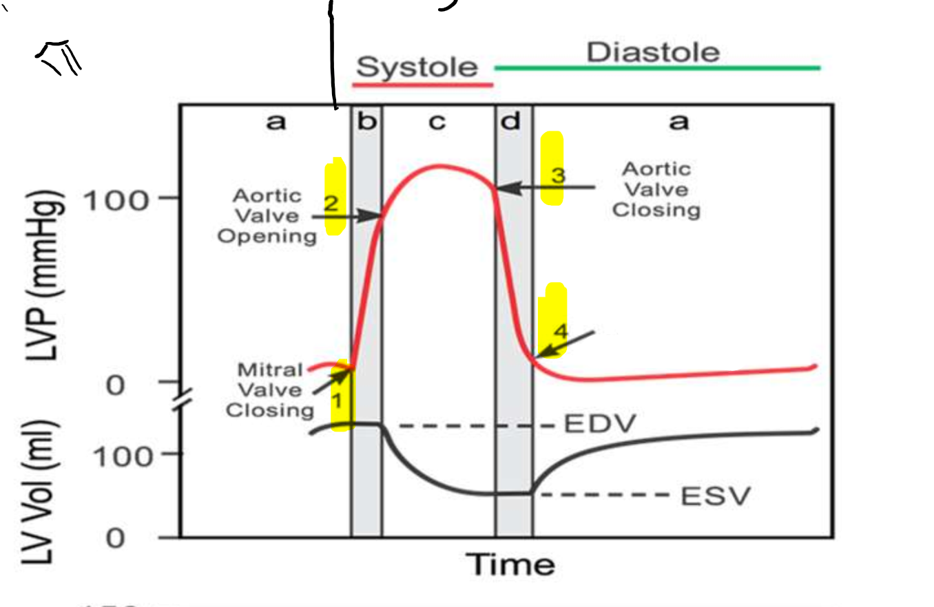 <p>What is occurring at step 4? </p>