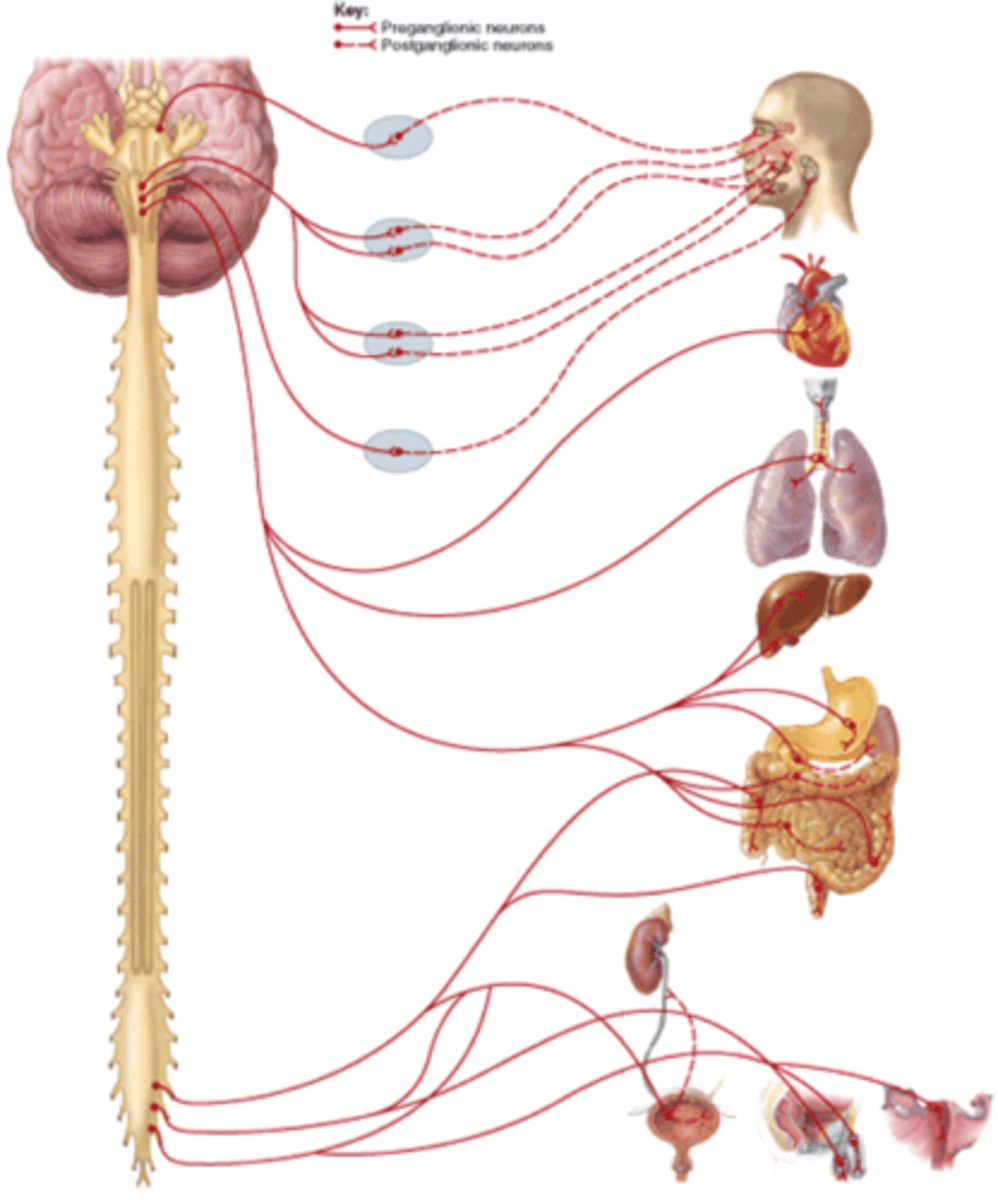 <p>origin: craniosacral</p><p>preganglionic length: longer</p><p>postganglionic length: shorter</p><p>autonomic ganglion location: closer to target organ</p><p>postganglionic axon neurotransmitter released: ACh</p><p>target organ receptor: cholinergic</p>