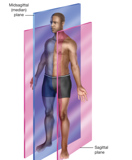 <p><span>When the midsagittal plane is visualized on any part of the body other than the center.</span></p>