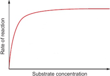 <p>high conc. - most enzyme active sites contain substrate molecules, rate of reaction fastest it can be</p><p>low conc. - many enzyme active sites are empty, low rate of reaction</p>