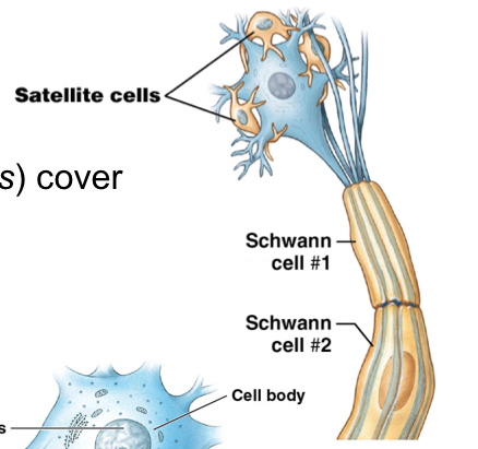 <ol><li><p>Schwann cells</p></li><li><p>Satellite cells</p></li></ol><p></p>