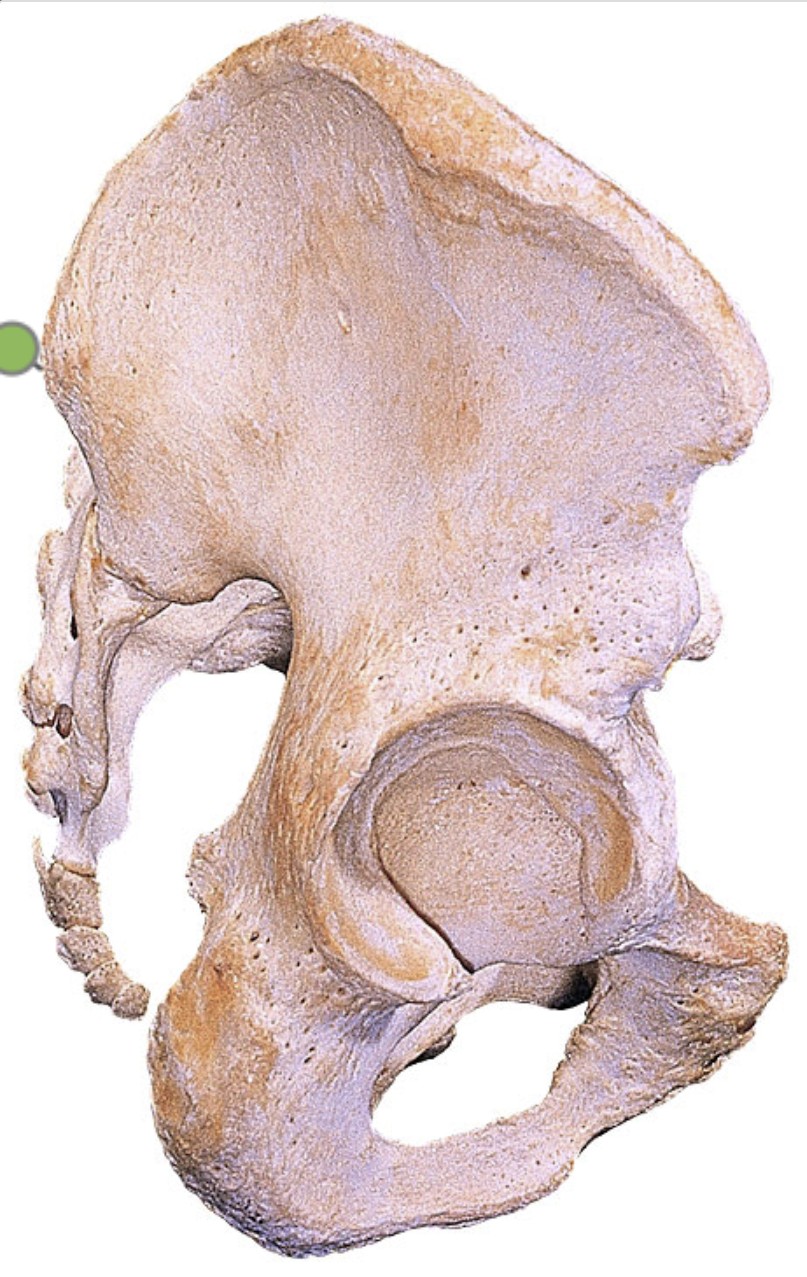 <p>Which bone landmark of the pelvic girdle is a bony prominence on the back?</p>