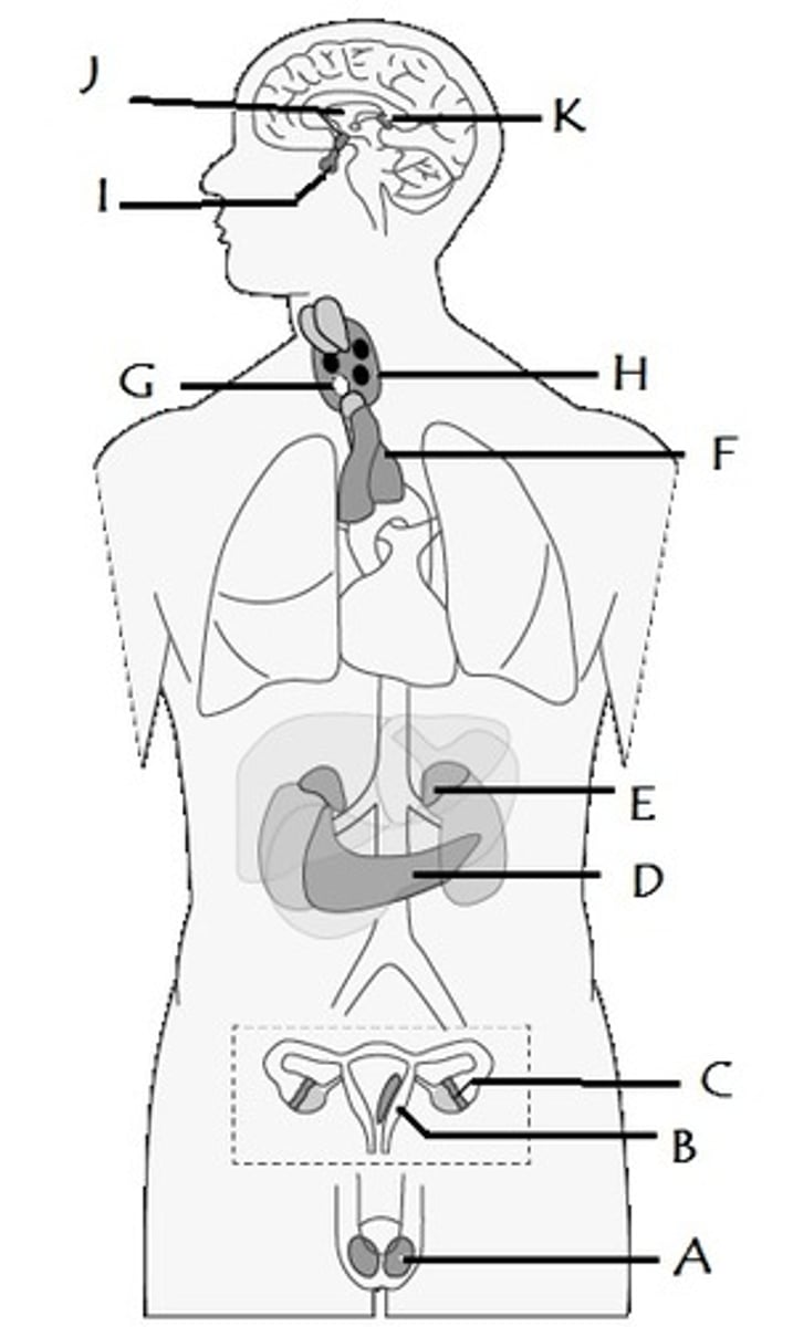 <p>Identify B</p>