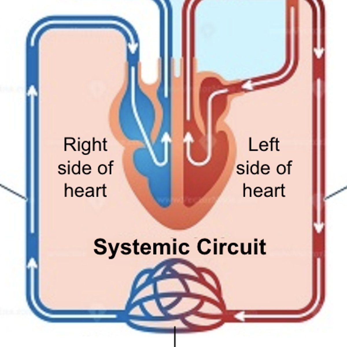 <p>the part of the circulatory system that carries blood between the heart and body</p>