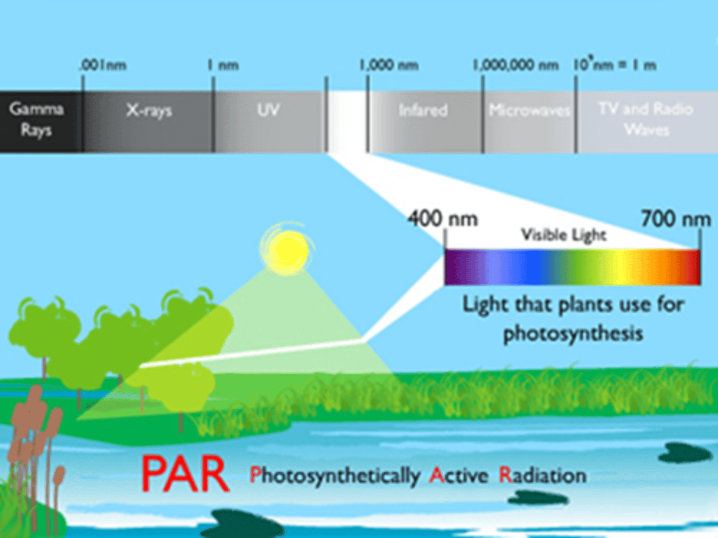 <p>The portion of electromagnetic spectrum that is absorbed by organisms</p><p>•Usu. within visible light spectrum (400-700nm)</p>
