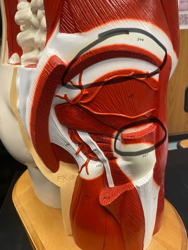 <p>Abduction and medial Rotation</p>
