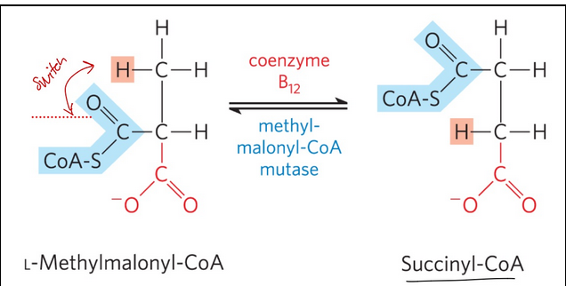 <ul><li><p><span style="background-color: transparent;">methylmalonyl-CoA mutase = catalyzes the intramolecular rearrangement of L-methylmalonyl-CoA to form succinyl-CoA (which can enter the citric acid cycle)</span></p></li><li><p><span style="background-color: transparent;">Requires 5’-deoxyadenosylcobalamin, or coenzyme B<sub>12</sub>, as its coenzyme</span></p></li></ul><p></p>