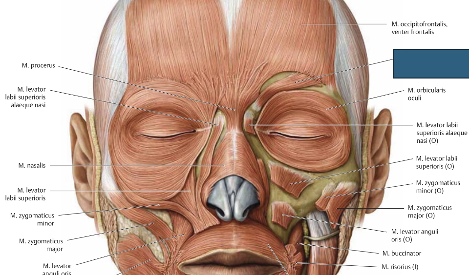 <p>m. corrugator supercilii</p>