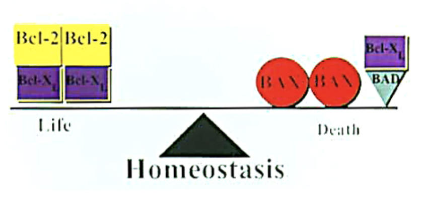 <p>Bcl pro and anti-apoptotic</p>