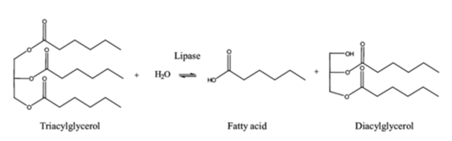 <p>triacylglycerol -> diacylglycerol + fatty acid</p>