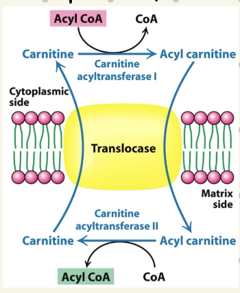 <p>via <strong>Carnitine Shuttle</strong> (CoA is hydrophilic)</p><ul><li><p>temporarily transfers <u>acyl group to carnitine</u> (can cross membrane)</p></li><li><p>shuttle has 3 components:</p><ul><li><p>carnitine acyltransferase I (CAT1)</p></li><li><p>translocase (antiporter)</p></li><li><p>carnitine acyltransferase II (CATII)</p></li></ul></li><li><p><strong>CATI moves acyl chain onto carnitine from CoA</strong></p></li><li><p><strong>translocase moves acyl-carnitine in, free carnitine out</strong></p></li><li><p><strong>CATII moves acyl chain back onto CoA</strong></p></li><li><p><strong>acyl-CoA can then be catabolized in β-oxidation </strong></p></li></ul><p></p>