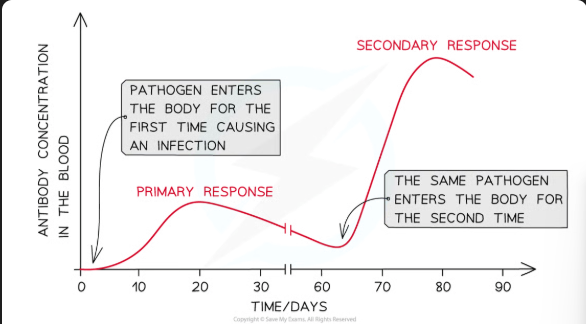 <p>Acquired without an immune response- antibodies gained from another source</p><p><span style="color: rgb(138, 184, 223);">Natural passive:</span> e.g babies receiving antibodies from placenta of mother</p><p><span style="color: rgb(138, 184, 223);">Artificial passive:</span> Given by an injection</p><p>This doesn’t activate the immune system so no memory cells are enabled= short term immunity</p><p>But antibodies appear in blood immediately than in active.</p>