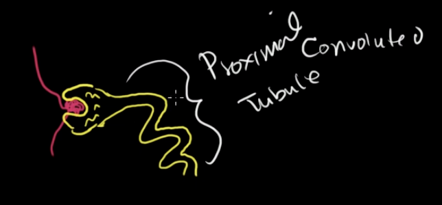 <p>It goes into proximal convoluted tubule</p>