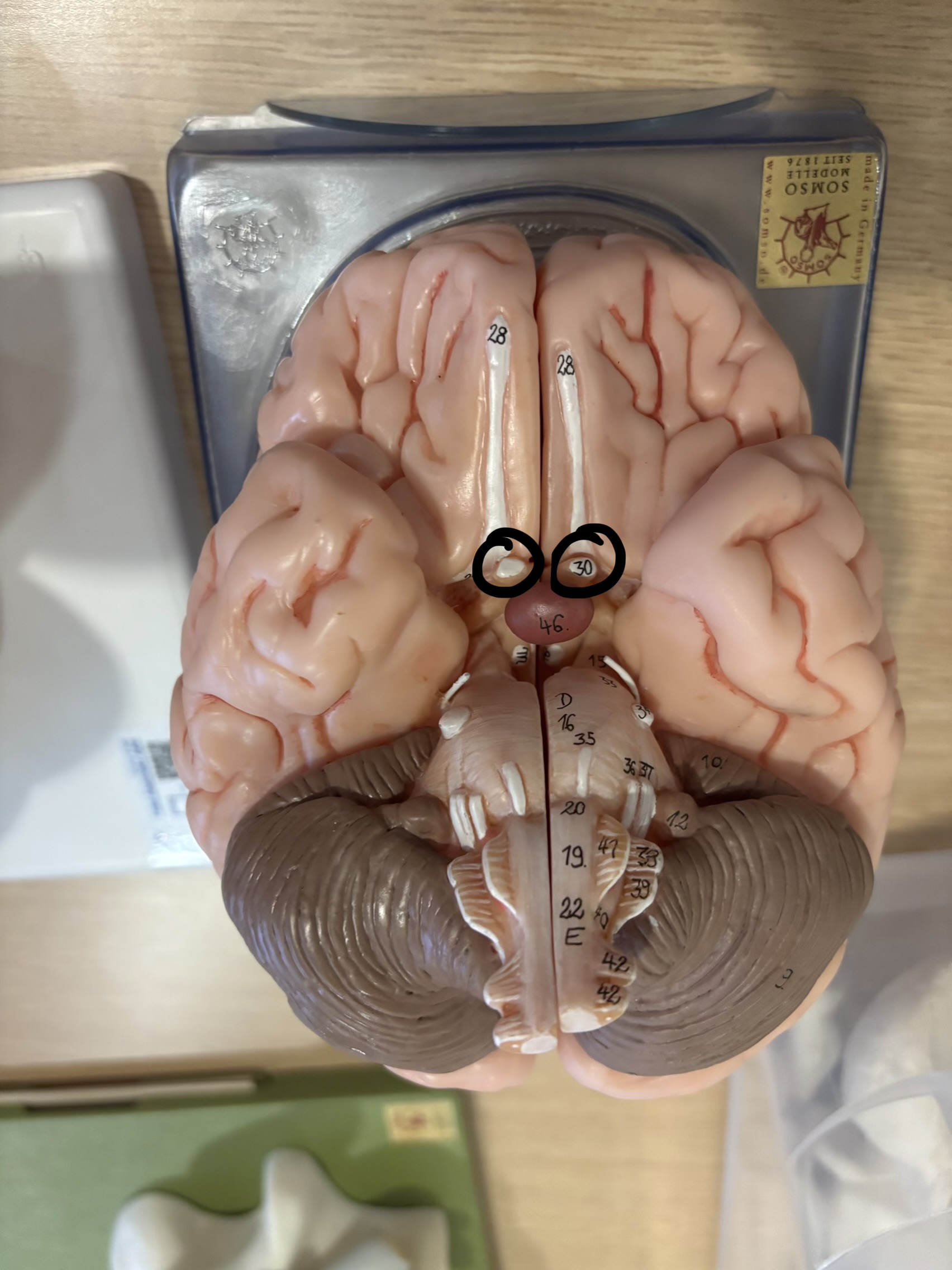 <p>What structure is this?</p>