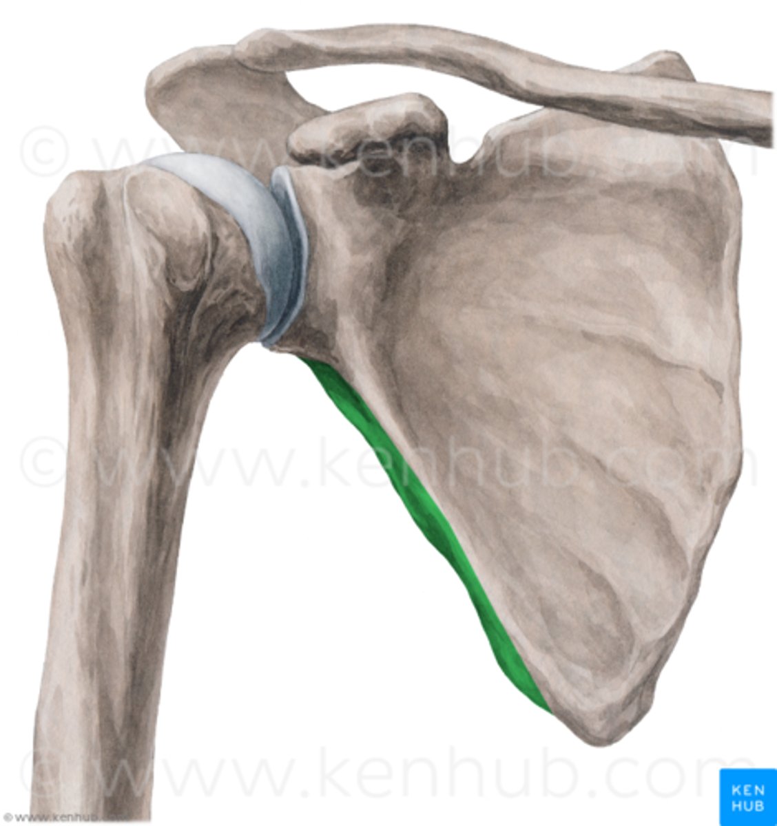 <p>- lateral border between glenoid fossa and inferior angle</p><p>- attachment for teres major, teres minor, and triceps brachii muscles</p>