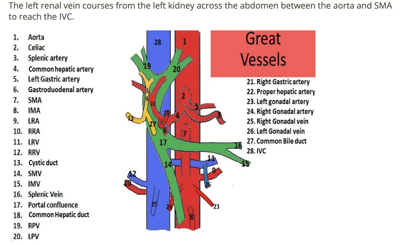 <p>d) left renal vein </p>