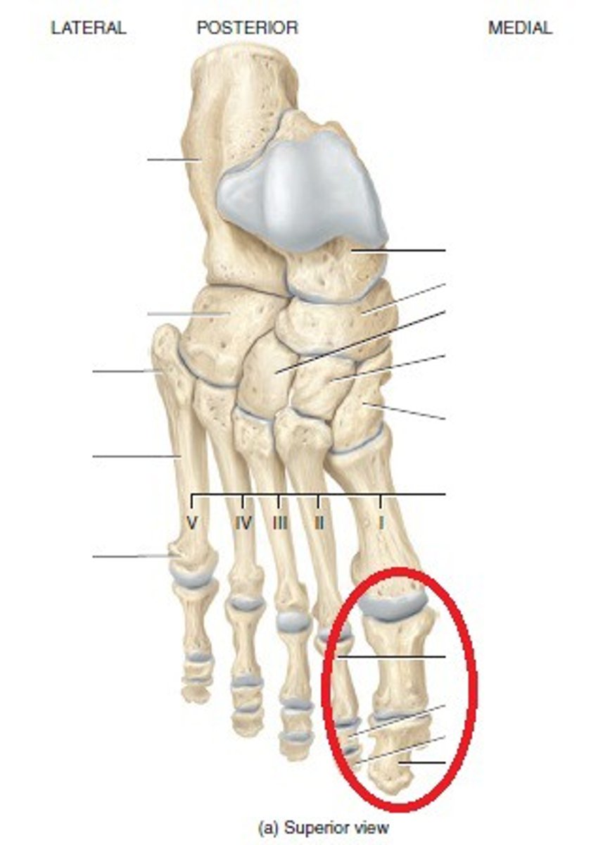 <p>Name the highlighted area</p>