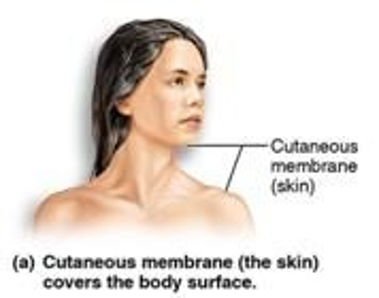 <p>Skin; covers external body surfaces.</p>
