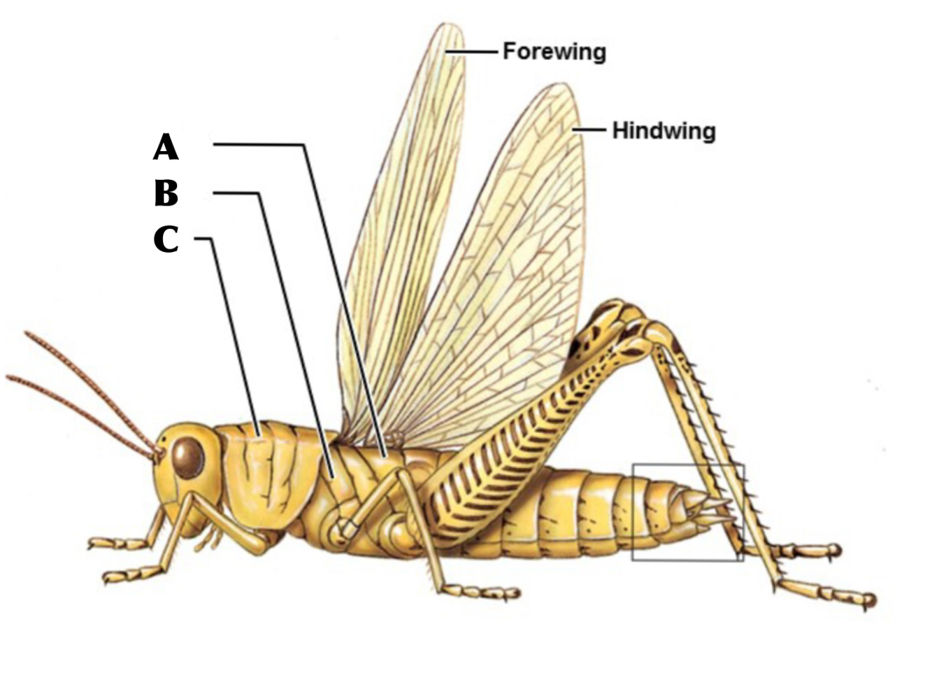 <p>What is A</p>