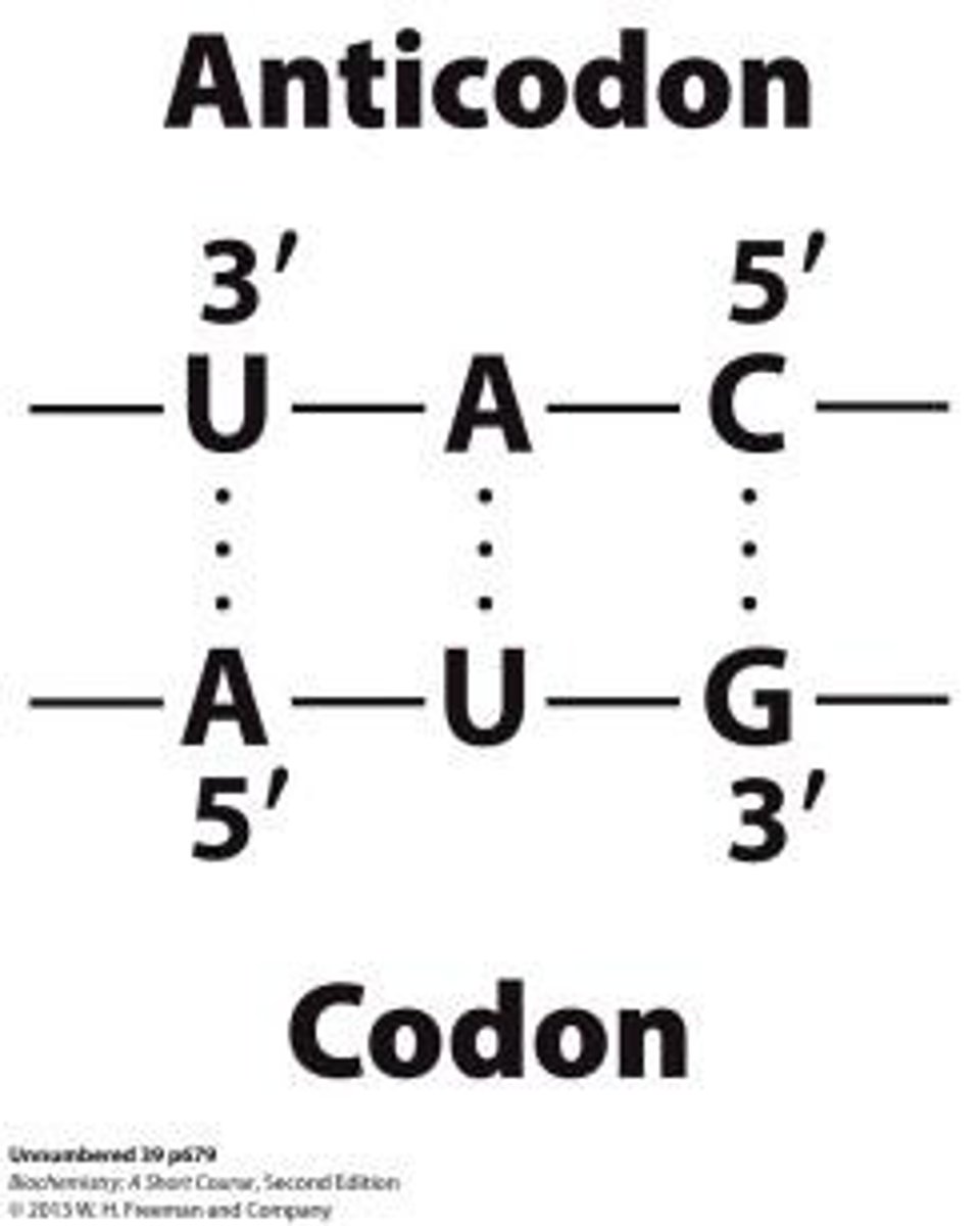 <p>The code is read off m-RNA base sequence H-bonding between codon (mRNA) and anti-codon of specific t-RNA.</p>