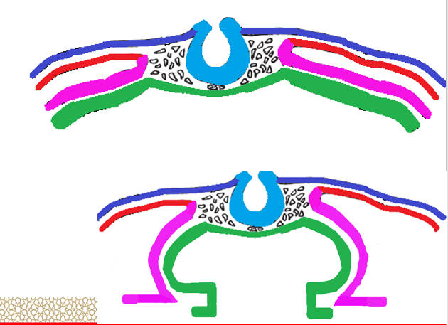 <p><strong><u>Formation of the heart tube; formation of endo-cardial tubes</u></strong></p><ul><li><p>When _______ <strong>folding </strong>of the embryo occurs, the __________ ____ move ________ to ____ with each other. It is followed by the __________ <strong>mesoderm</strong>.</p></li><li><p>The <strong>splanchnic </strong>mesoderm ________ in the <strong>cardiogenic area</strong> to form<strong> 2 solid</strong> _____-_______ _____.</p></li><li><p>Both cords start __________ to form ____-_______ <strong>tubes</strong>.</p></li><li><p>The 2 ends of the ________ (green) <strong>fuse </strong>together forming the ___.</p></li></ul>