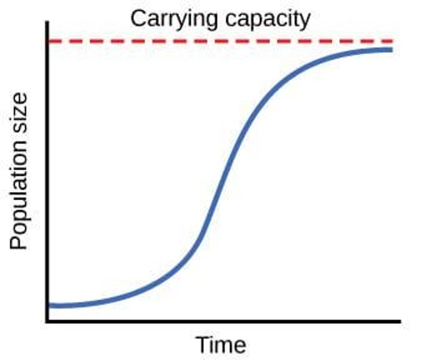 <p>S-shaped graph representing population growth phases.<br>- Initially population has exponential growth, then density dependent factors come into play, limiting rate of population growth<br>- Carrying capacity is reached which leads to sigmoid population growth</p>