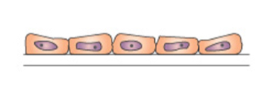 <p>This is an image of?</p>