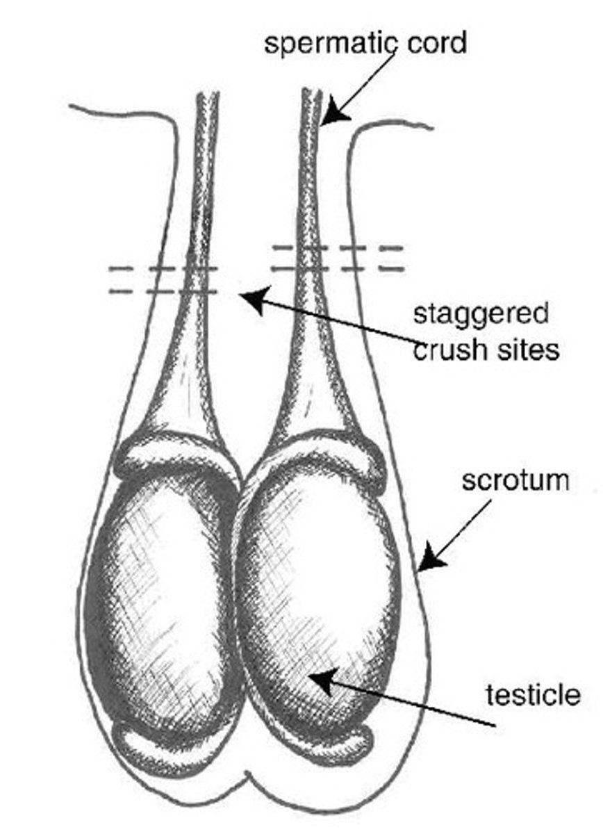 <p>Removal of testicles to improve meat quality.</p>