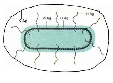 <p>sub-speciate enteric bacterial pathogens using antibody-based typing. uses K antigen, H antigen, &amp; O antigen</p>
