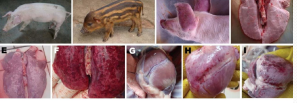 <p>Porcine reproductive and respiratory syndrome (PPRS) in <span style="color: rgb(230, 155, 255)">pigs</span></p>