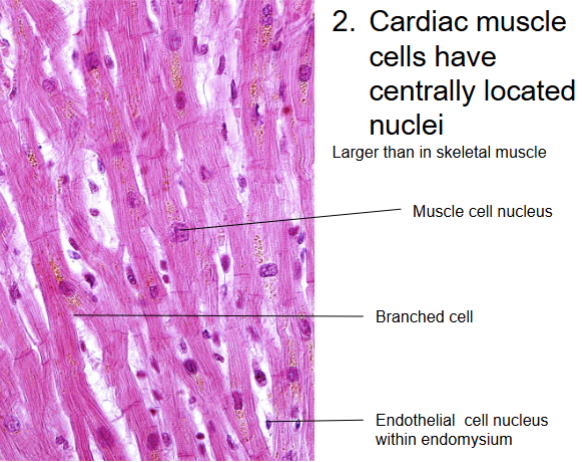 <ul><li><p>centrally, nuclei</p></li></ul><p></p>