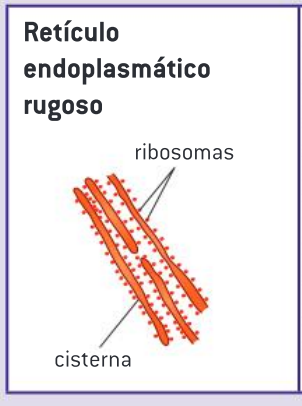 <p>La función principal del REr es sintetizar proteínas para su secreción de la célula. Las proteínas sintetizadas por los ribosomas del REr pasan a sus cisternas y son después transportadas por vesículas, que se separan y se trasladan al aparato de Golgi.</p>