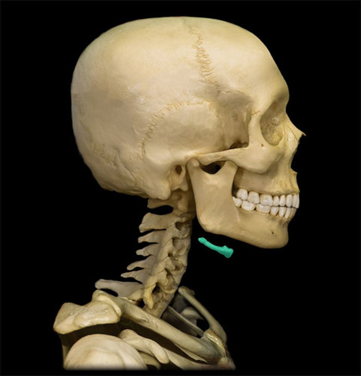 <p>a U-shaped bone in the neck that supports the tongue.</p>