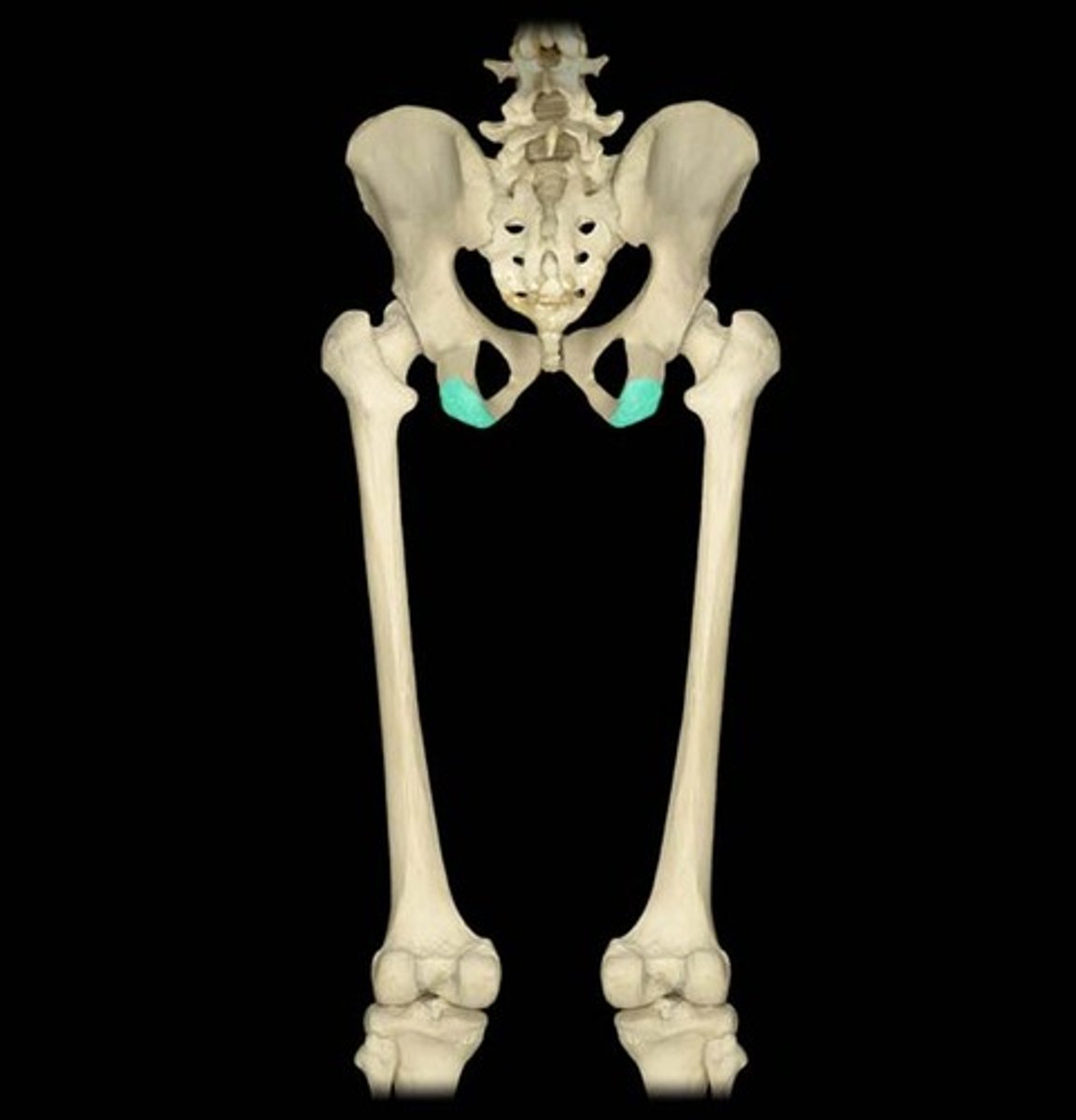 <p>Ischium bone. receives the weight of the body when sitting.</p><p>origin of hamstrings: biceps femoris, semimembranosus, and semitendinous (hip extension and knee flexion) </p><p>(sciatic nerve)</p>