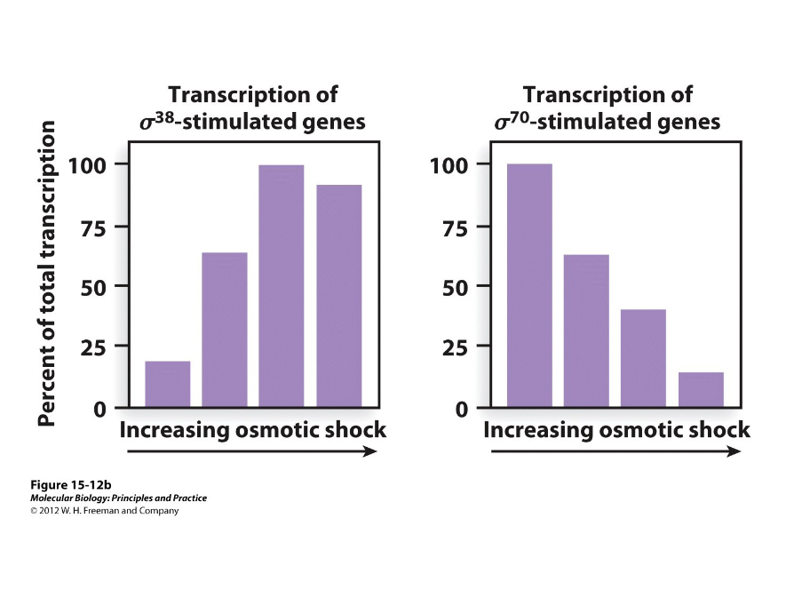 <p>This graph compares the efficiency of transcription of certain genes with increasing osmotic shock. If one sigma factor controlled genes that dealt with starvation and the stationary growth phase while the other controlled housekeeping genes, which graph would match the transcriptional activity of the enzyme during osmotic shock?</p>