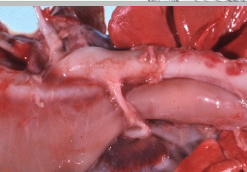 <p>What is this condition in a dog, clinical signs and breed predisposition?</p>