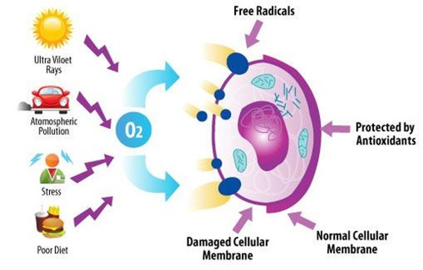 <p>It is a powerful antioxidant.</p>