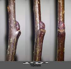 <ul><li><p>shade intol</p></li><li><p>small twisted tree</p></li><li><p>leaves: ovate, small, “classic leaf”</p></li><li><p>twigs: spur shoots</p></li><li><p>bark: flaky, dark brn, almost burnt potato chip</p></li><li><p>buds: scaled</p></li><li><p>repro: apples</p></li></ul>